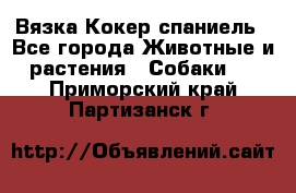 Вязка Кокер спаниель - Все города Животные и растения » Собаки   . Приморский край,Партизанск г.